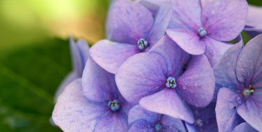 Bahçede yetişen mavi ortanca çiçekleri.