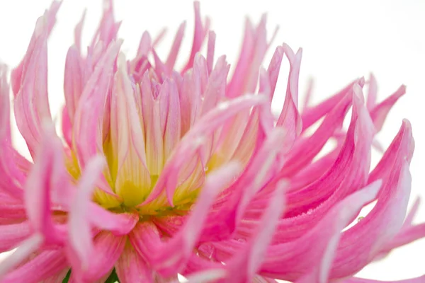 Macro photo of a pink dahlia. Flowers background — Stock Photo, Image