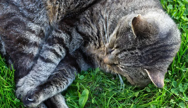 Güneşli bir bahar sabahı bahçedeki yeşillikte yatan kedi.. — Stok fotoğraf