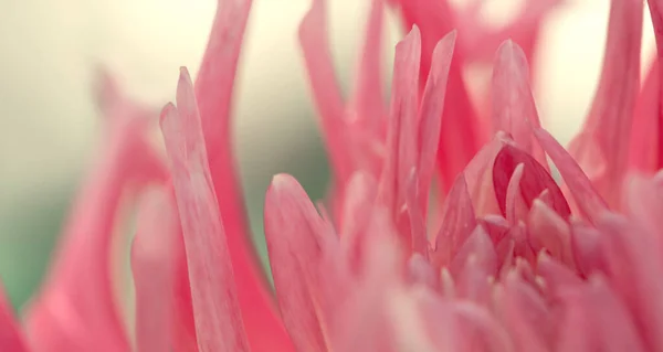 Macro photo of a pink dahlia. Flowers background — Stock Photo, Image