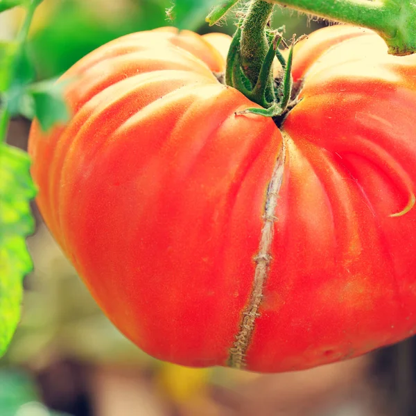 Primer plano de tomate rojo grande en invernadero. —  Fotos de Stock