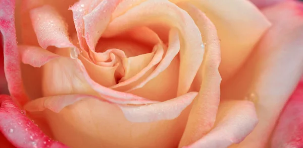 Rosebud with pink petals .Background opened rose bud. — Stock Photo, Image