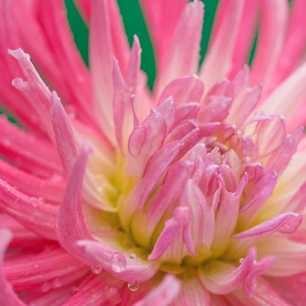 Macro foto de uma dália rosa. Fundo de flores — Fotografia de Stock