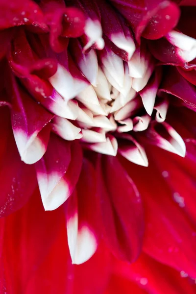 Macro photo d'un fond de fleur de dahlia rouge. — Photo