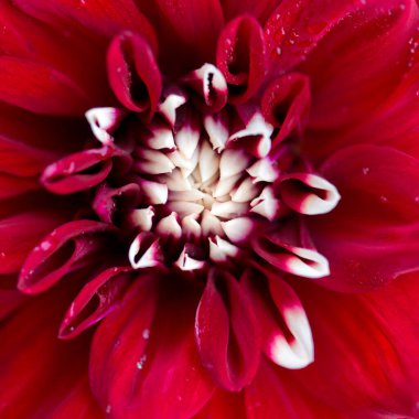 Kırmızı yıldız çiçeği arkaplanının Macro fotoğrafı.