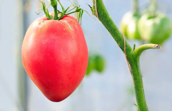 Primer plano de tomate rojo grande en invernadero. —  Fotos de Stock