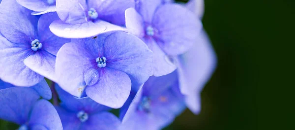 Flores de hortênsia azul crescendo no jardim. — Fotografia de Stock