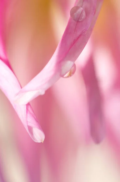 매크로 (Macro) 는 분홍색의 달리아 사진이다. 꽃의 배경 — 스톡 사진