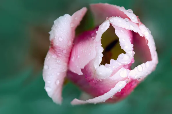 Vacker närbild makro foto av rosa tulpan — Stockfoto
