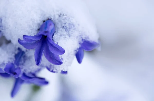 Close up of a purple hyacinth in the snow.Spring background. Stock Photo