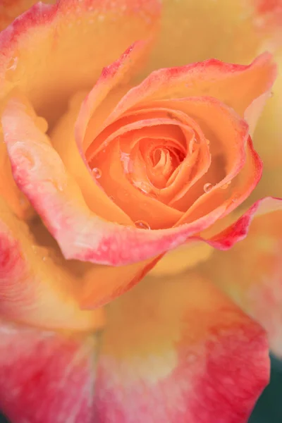 Gele roos close-up met waterdruppels .Verjaardagskaart. — Stockfoto