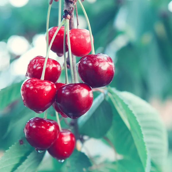 Kirschen hängen an einem Kirschbaumzweig im Garten. — Stockfoto