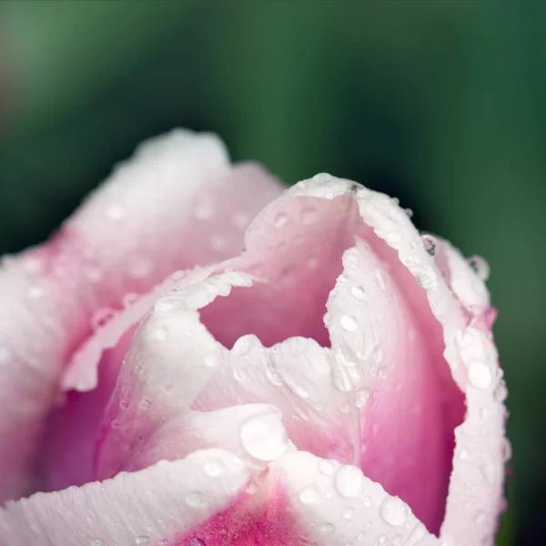 분홍색 튤립의 매크로 사진을 가까이 서 본 아름다운 모습 — 스톡 사진