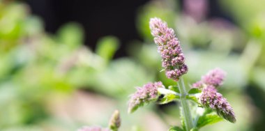 Pembe nane çiçeği arka planı. Doğa yeşil arkaplan.