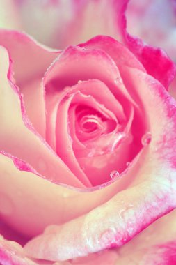 Pembe gül su damlalarıyla kaplandı. Doğum günü kartı..