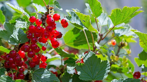 Red Currant berries on a bush closeup isolated. — Stock Photo, Image