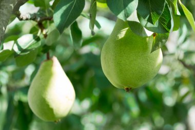 Ağaç dalında büyüyen büyük sulu sarı armut.