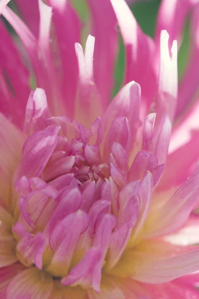 Makro fotka růžové dahlie. Květiny pozadí — Stock fotografie