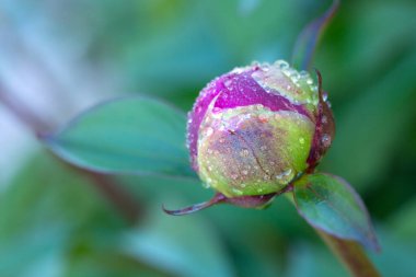Kırmızı şakayık üzerindeki makro fotoğraf yeşil arkaplanda izole edildi.