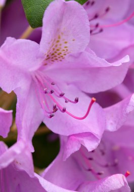 Yeşil arka planda izole edilmiş pembe Azaleas çiçekleri.