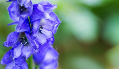 Aconitum Carmichaelii 'nin yakın görüntüsü bulanık arkaplanda izole edildi.