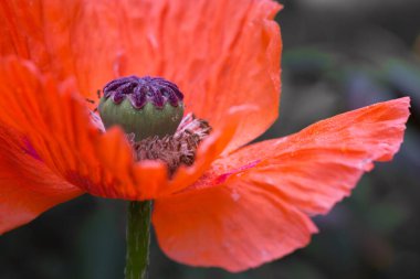 Yakından, yeşil üzerine izole edilmiş büyük kırmızı bir gelinciğin görüntüsü..