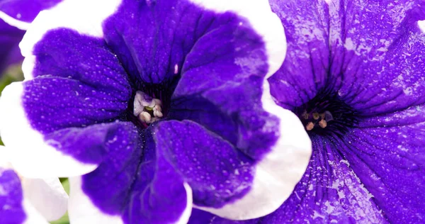 Close-up em Blue Petunia flor com uma borda branca. — Fotografia de Stock