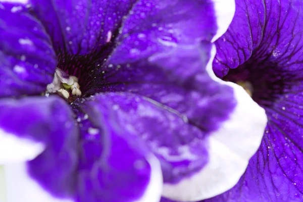 Close-up em Blue Petunia flor com uma borda branca. — Fotografia de Stock