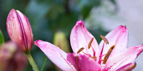 Růžová lilie shot v krásné přirozené světlo izolované na rozmazaném pozadí. — Stock fotografie