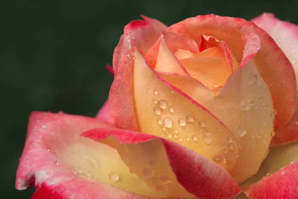 Gul med rosa ädel ros. Makroskott. — Stockfoto