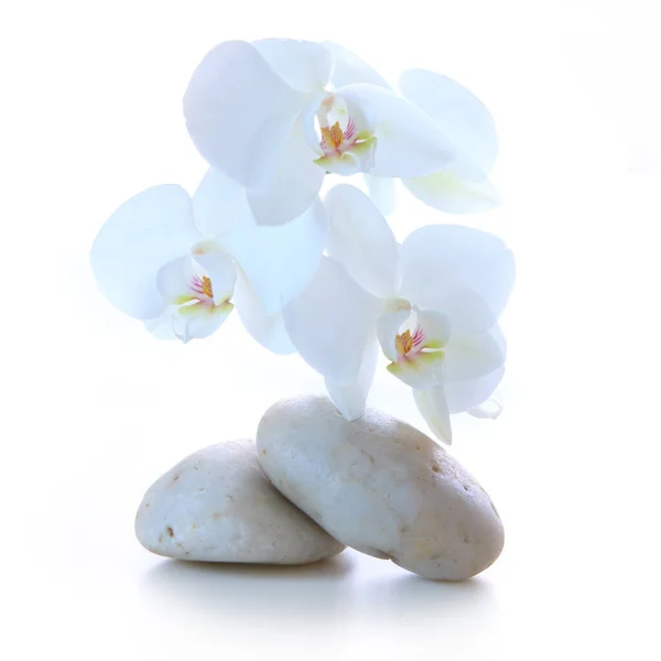 Piedras de spa y flores de orquídea blanca aisladas. Fondo de bienestar. —  Fotos de Stock