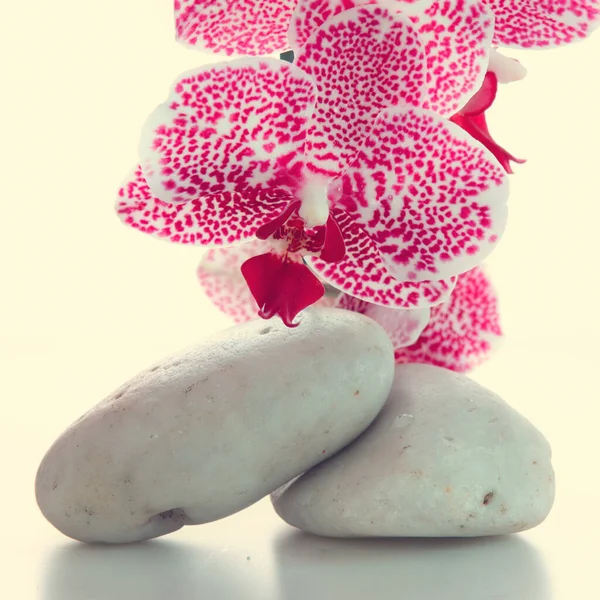 Piedras de spa y flores de orquídea rosa aisladas. Fondo de bienestar. —  Fotos de Stock