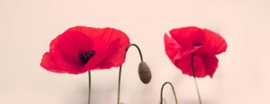 Parlak akşam ışığında iki kırmızı gelincik.