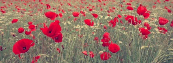 Red poppies on green field background. — Stock Photo, Image