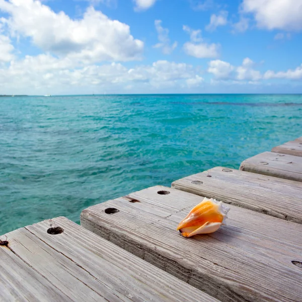 Coquillage sur fond bois et mer des Caraïbes. — Photo