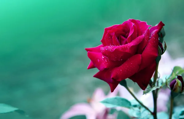 Red rose isolated on a green background. — Stock Photo, Image