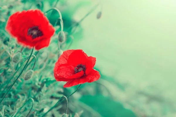 Red poppy flowers isolated on green background — Φωτογραφία Αρχείου