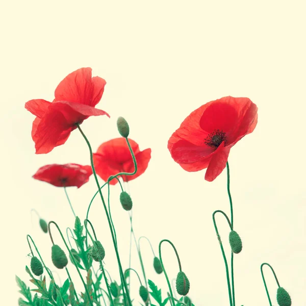 Fleurs de pavot rouge isolées sur fond blanc — Photo