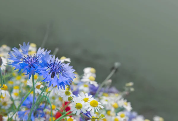 Ramo de flores silvestres con margaritas y acianos. — Foto de Stock