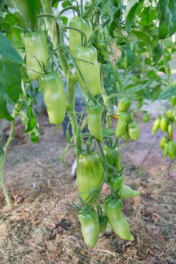 Sebze bahçesinde olgunlaşmamış domatesler.