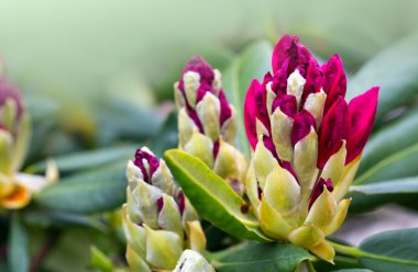 Kırmızı açelya çiçeği bulanık arkaplanda izole edilmiş