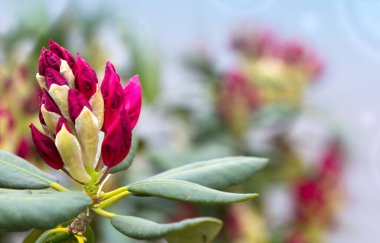 Kırmızı açelya çiçeği bulanık arkaplanda izole edilmiş