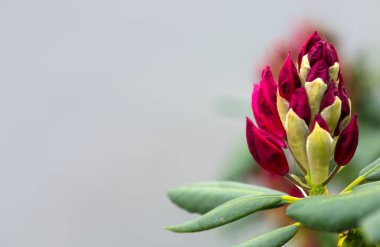 Kırmızı açelya çiçeği bulanık arkaplanda izole edilmiş