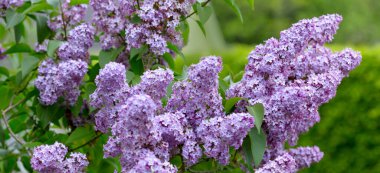 Bahçede bahar leylağı çiçekleri olan bir dal.