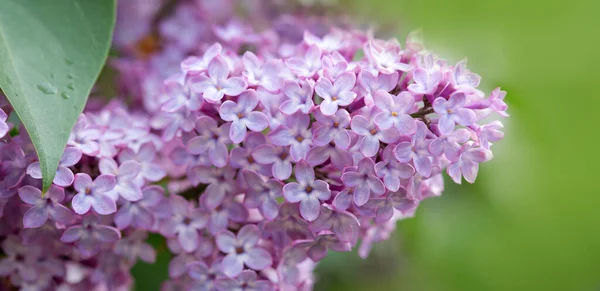 Branch with spring lilac flowers in garden. — Stock Photo, Image