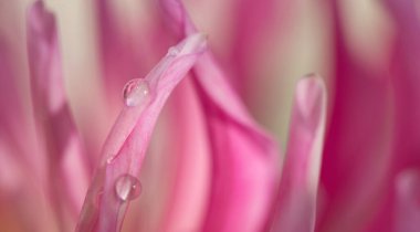 Pembe bir yıldız çiçeğinin Macro fotoğrafı. Çiçek arkaplanı