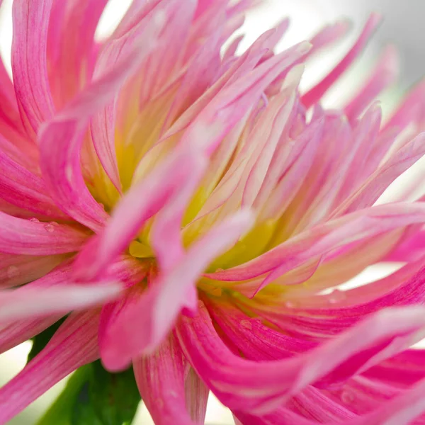Macro photo d'un dahlia rose. Fleurs fond — Photo