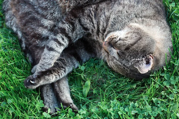 Güneşli bir bahar sabahı bahçedeki yeşillikte yatan kedi.. — Stok fotoğraf