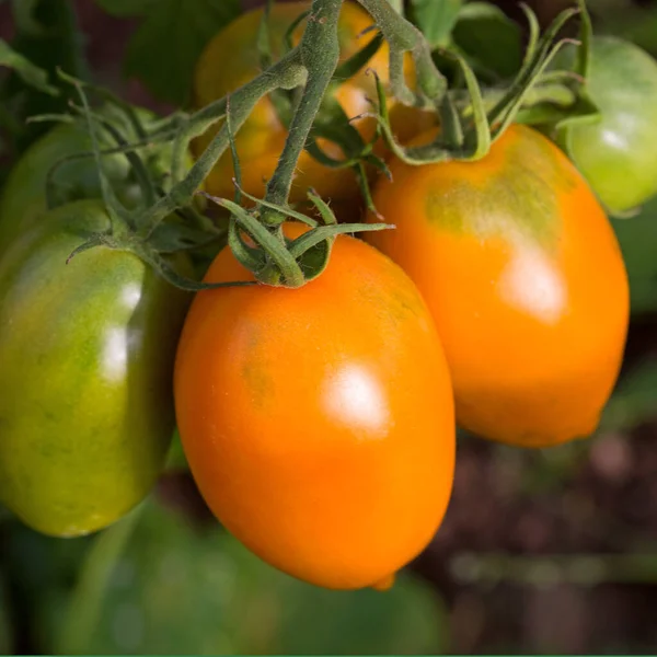 Granja de sabrosos tomates amarillos en los arbustos — Foto de Stock