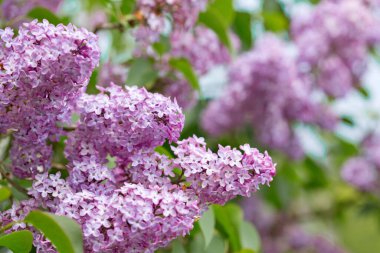 Bahçede bahar leylağı çiçekleri olan bir dal.